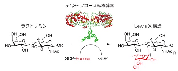 α1,3-fucosyltransferaseによる転移反応