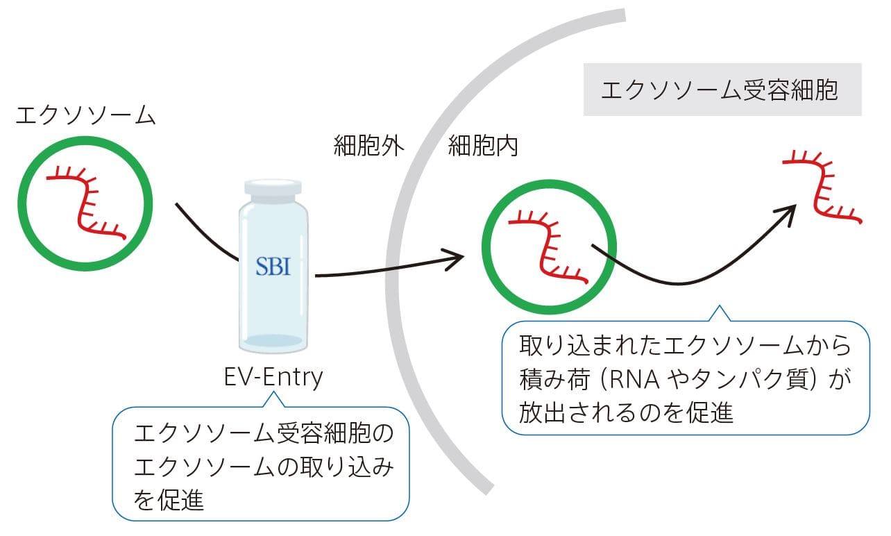 細胞へのエクソソーム導入効率を向上させる試薬EV-Entry System for Exosome Delivery