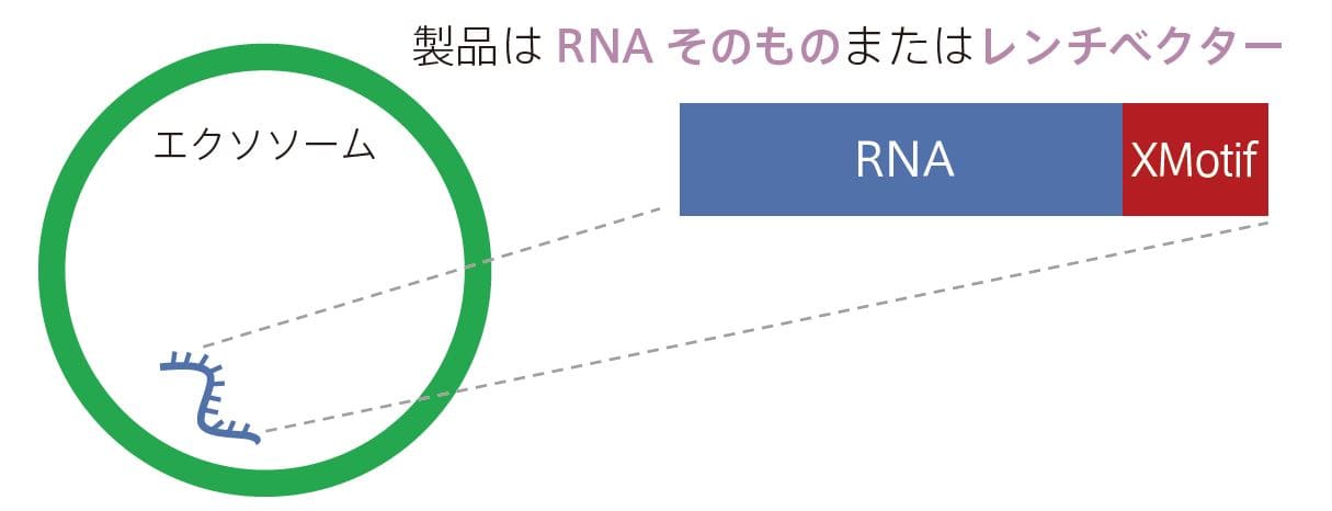エクソソームにmiRNAを導入するシステムXMIR Exosome miRNA Packaging System