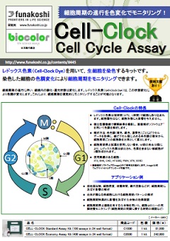 細胞周期をモニタリングし、生細胞を検出できるキット Cell-Clock Cell Cycle Assay Kit