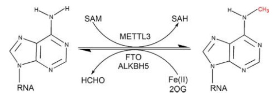m6Aの可逆的メチル化反応