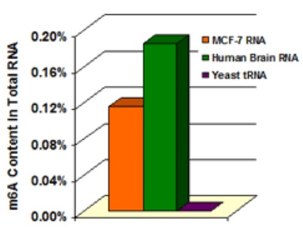 様々な試料（200 ng）中のm6A RNAメチル化の定量例