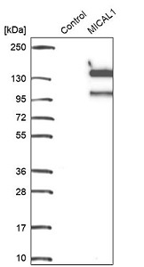 抗MICAL1抗体(#HPA030178)のWB像