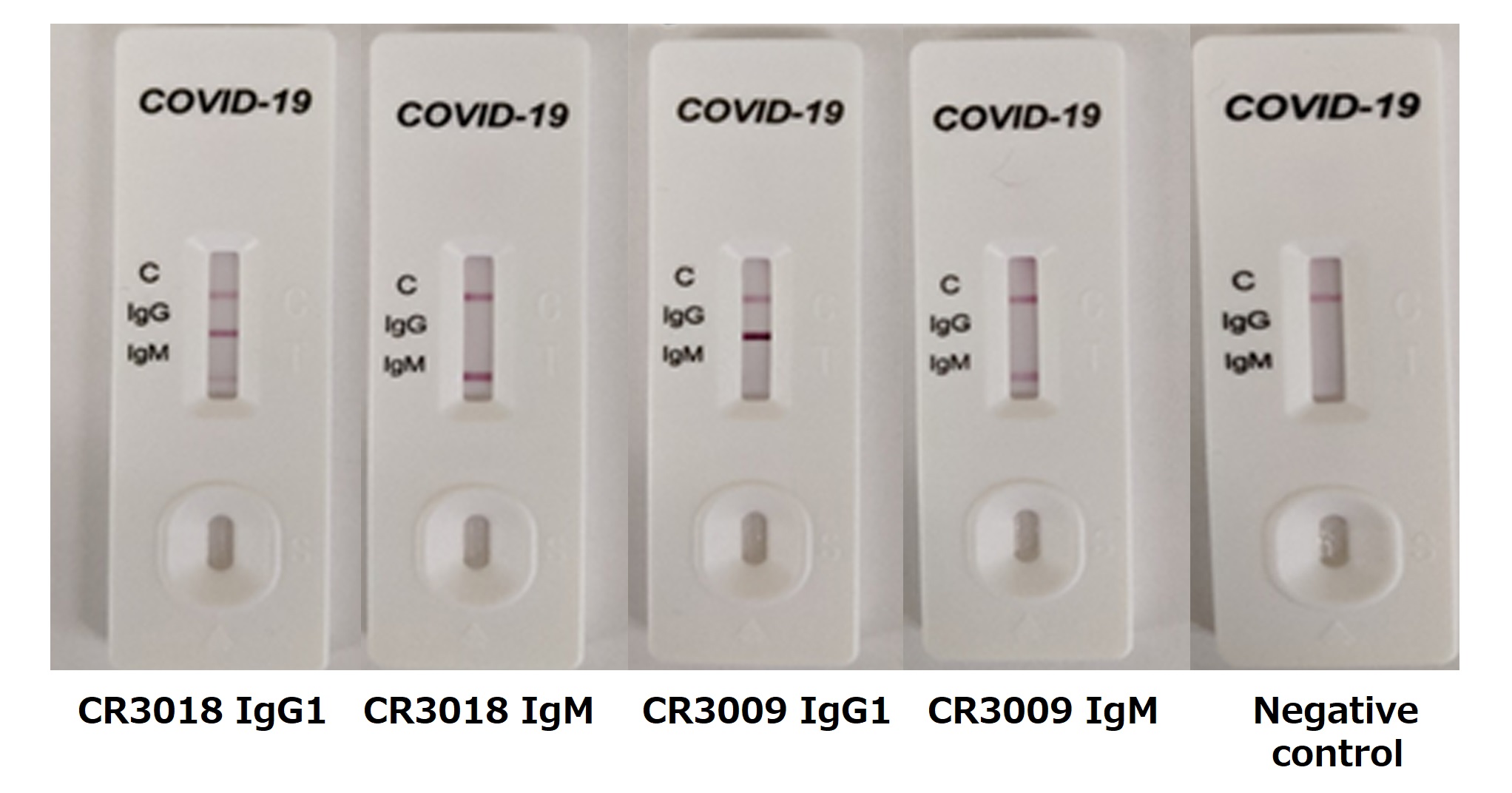 COVID-19迅速検査でのポジティブコントロールとしての使用