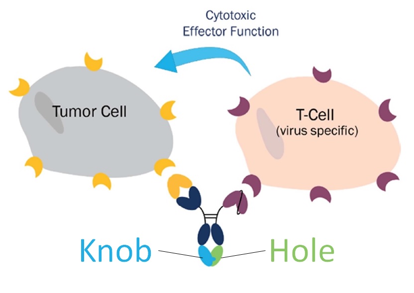 二重特異性によるT細胞（CD3ε）-がん細胞の架橋
