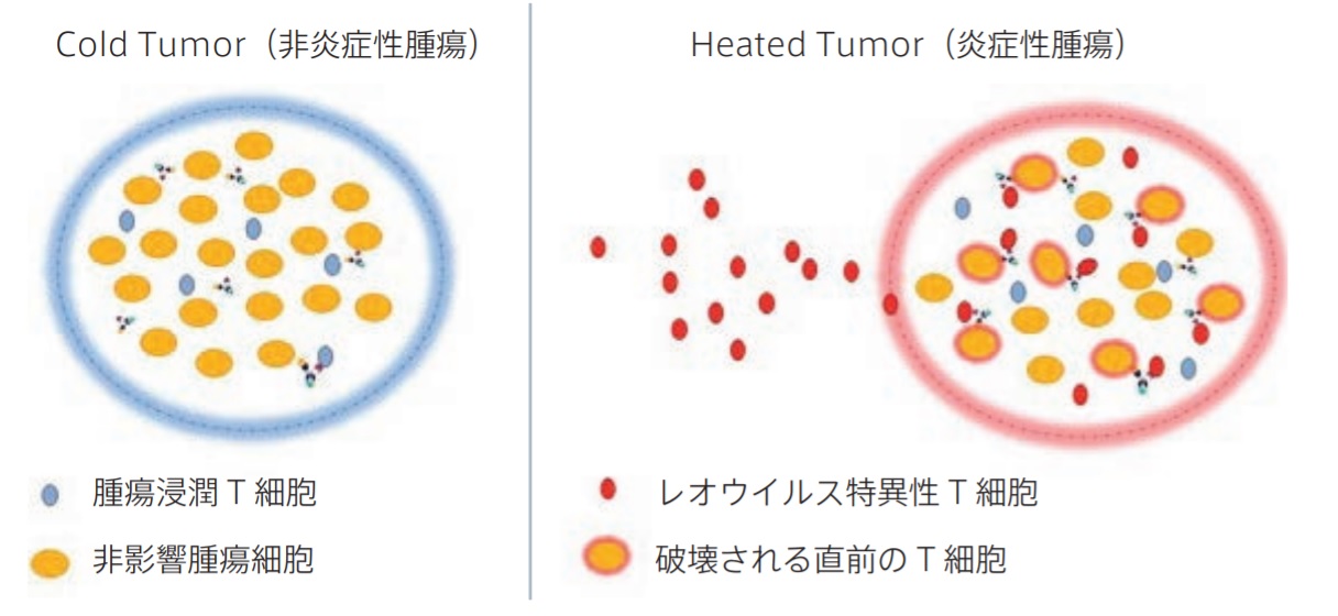 Cold TumorとHeated Tumor