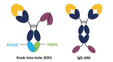 Knob-into-hole（KIH）二重特異性抗体