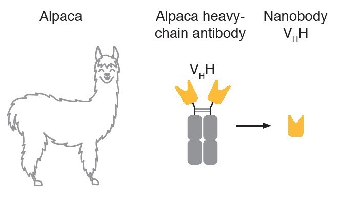 抗アルパカVHH抗体