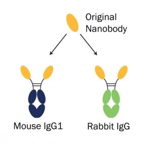 マウスやウサギのFcドメインに融合させたNanobody抗体イメージ