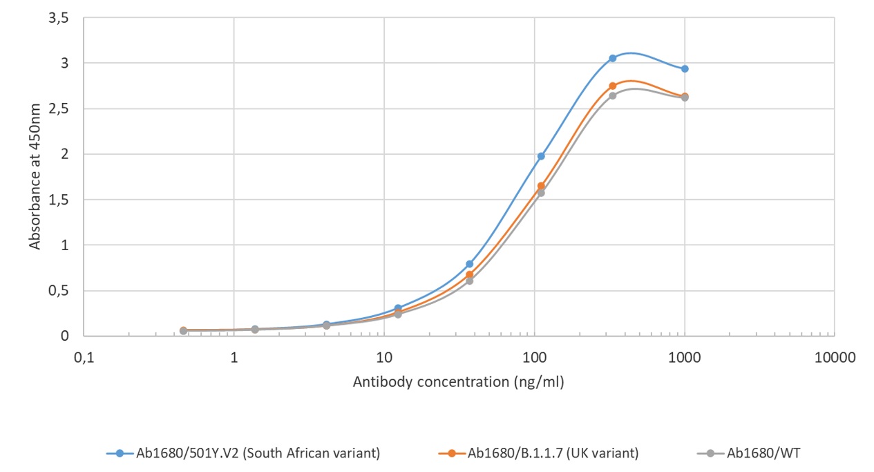 UKとSouth African変異株SARS-CoV-2 spike proteinに対する#Ab01680-10.0反応性の確認