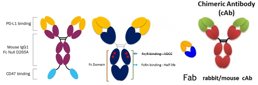 免疫チェックポイント因子PD-1