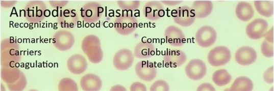 アヒト血漿タンパク質に対する抗体 血液関連研究用製品バナー