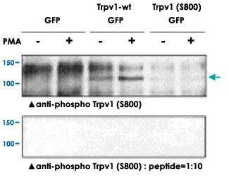 抗リン酸化抗体を用いたTrpv1 (phospho S800)の検出例