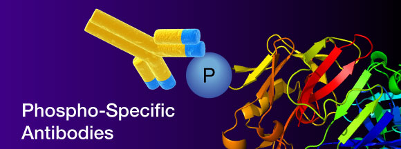 Phospho-Specific Antibodyのイメージ
