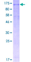 ヒトNLRP3タンパク質全長の組換え体  Recombinant Human NLRP3の12.5％SDS-PAGE（CBB染色）像