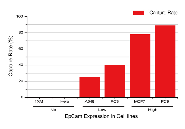 EpCAM発現細胞