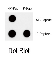 Dot blot analysis of Phospho-MYC-T58 Antibody