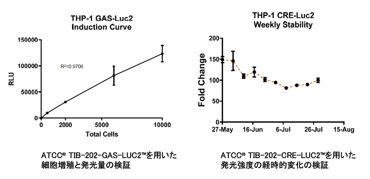 THP-1-GAS-Luc2を用いた細胞増殖と発光量の検証とTHP-1-CRE-Luc2を用いた発光強度の経時的変化の検証