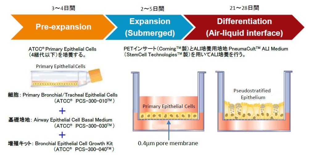 Primary Epithelial Cellを用いたALI培養の方法
