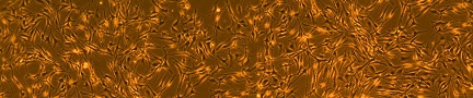 Melanocyteのイメージ