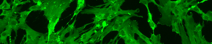 Mesenchymal Stem Cellのイメージ