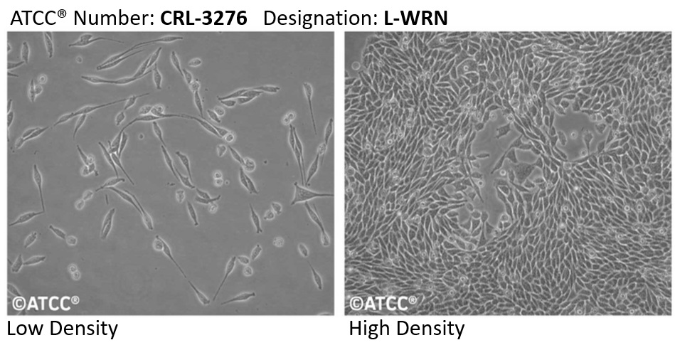 L-WRN細胞の観察像