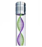 Cell Line Genomic DNA