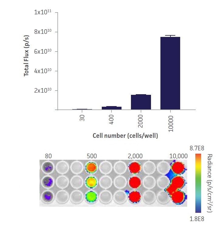 新作アイテム毎日更新 ルシフェラーゼレポーター安定細胞株 Luciferase Stably Expressing NIH 3T3 Stable  Cell Line
