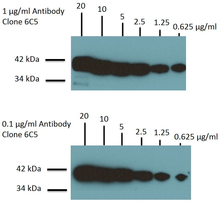 高感度、小容量の抗GAPDHモノクローナル抗体 Anti-GAPDH Antibody (6C5)