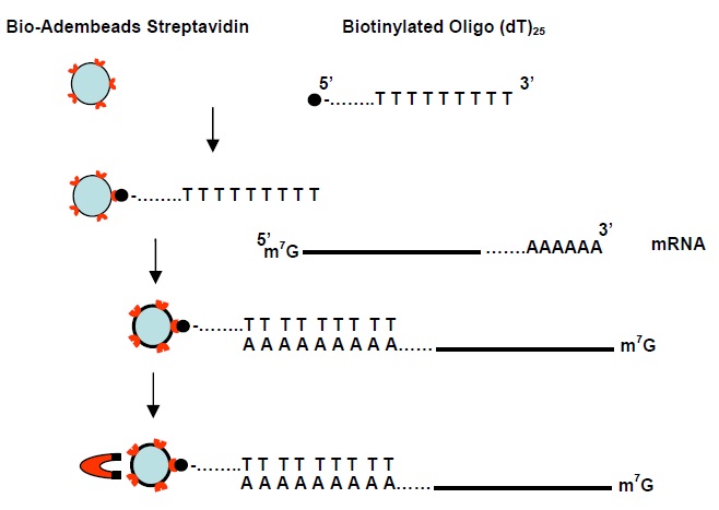磁気ビーズを用いた96ウェルプレートフォーマットのmRNA分離キット96 mRNAdembeads Purification Kit