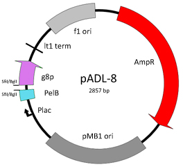 pADL-8 Phagemid Vector