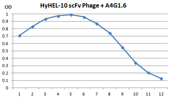 Anti-M13g8p-Binding-to-Phage
