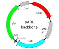 pADL-10 Backbone.