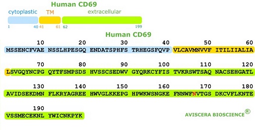 CD69のアミノ酸配列