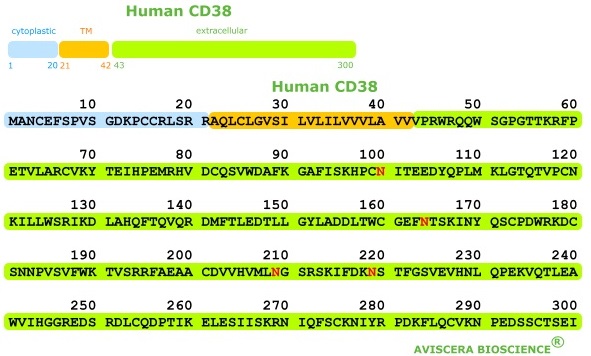 可溶性CD38を定量するELISAキット Soluble CD38(human) ELISA