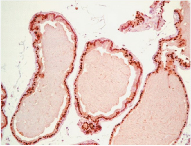 抗マウスNKX3.1抗体（#0315）を用いて染色されたマウス前立腺組織