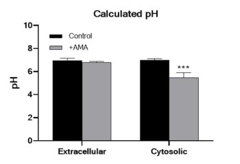 アンチマイシンAの添加による細胞質内pH低下の検出