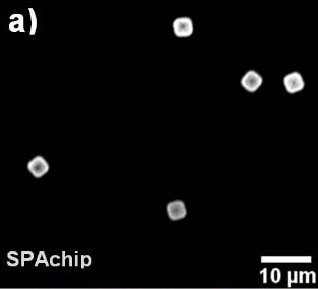 細胞培養液中におけるSPAchipの蛍光シグナル