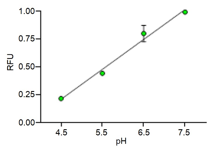ARPE-19 Cell内でのpHと蛍光強度の相関