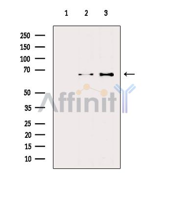 抗NF-κB p65抗体（#AF5006）を用いたウエスタンブロット解析