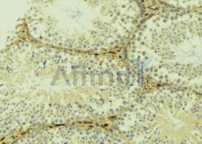 AF5402を用いたマウス精巣組織の免疫組織染色像