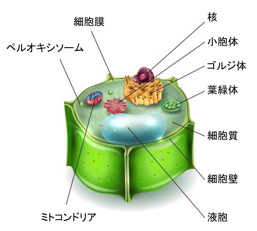 植物の細胞小器官（オルガネラ）