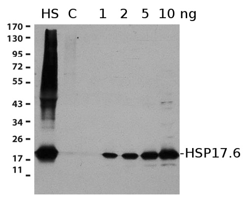 抗HSP17.6抗体（#AS07-254）を用いたウエスタンブロット解析像