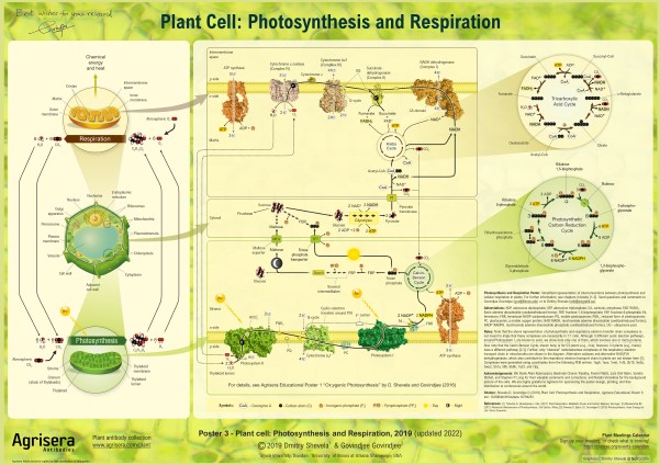 植物細胞における光合成と呼吸