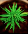 Cannabis Sativa画像