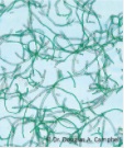 Cyanobacteria画像