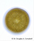 Diatoms画像