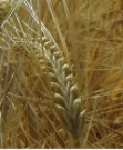 Barley画像