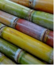 sugar cane画像