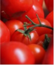 Tomato画像